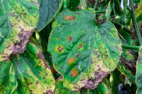 Diagnosing And Treating Three Common Tomato Fungal Diseases