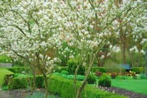 Juneberry: a Small Garden Tree with a Big Effect - Horticulture