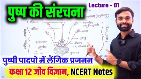 Class 12th Biology पुष्पी पादपो में लैंगिक जनन L1 पुष्प की संरचना