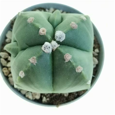 Astrophytum Myriostigma Cv Fukuryu Type A Var Quadricostatum Nudum