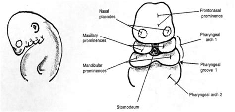 Development Of The Face And Palate Flashcards Quizlet