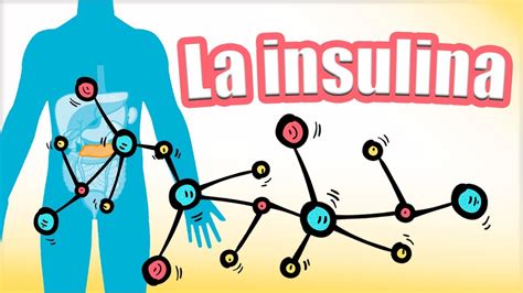 🔴🔴 La Insulina Síntesis Y Secreción El Receptor De Insulina