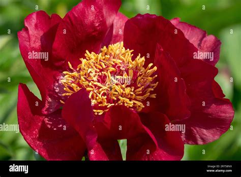Peony "Chocolate Soldier", Peony, Flower, Peonies, Paeonia lactiflora ...