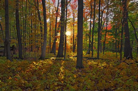 Uw Madison Arboretum Wisconsin Public Radio