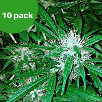 Northern Light Autoflower Pack Wietzaden Kopen