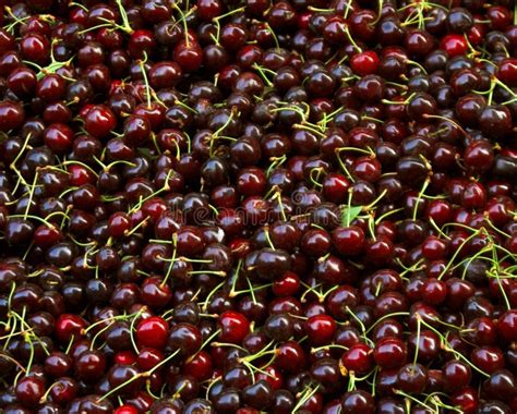 Beautiful And Tasty Cherries Food Photo Stock Photo Image Of Market