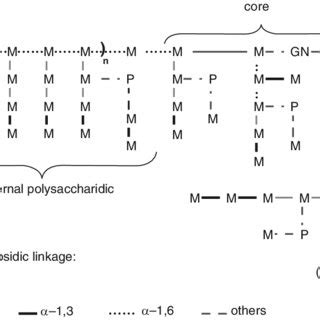 5 Schematic Representation Of Heteropolysaccharide Biosynthesis By