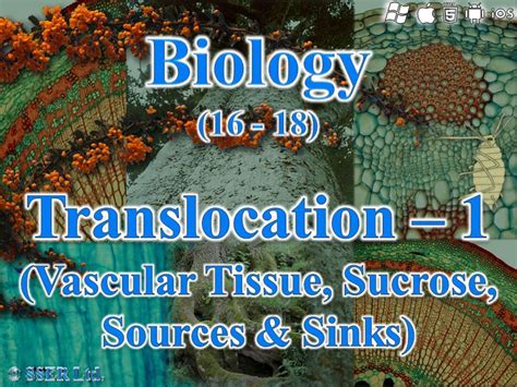 Translocation in Plants – 1 | SSER Ltd. Shop