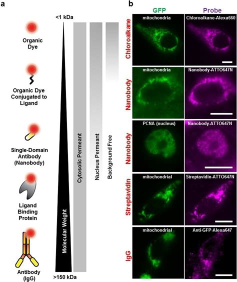 GFP Antibody, Alexa Fluor™ 647 (A-31852)