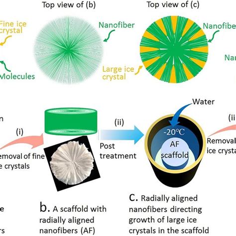 Scheme 1. Fabricating 3D scaffolds with radially co-aligned nanofibers ... 