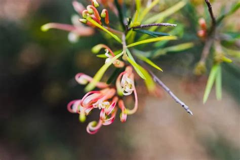 Nativo Australiano Grevillea Semper Florens Planta Con Flores Amarillas