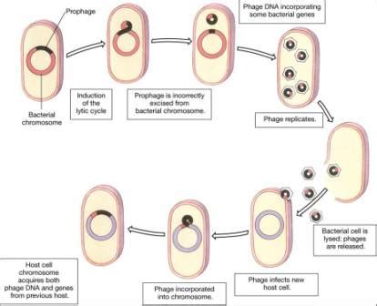 Bacterial Transduction - Generalized and Specialized ~ Biology Exams 4 U