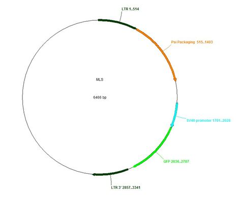 Addgene Pmls Sv Egfp