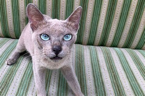 Pantas Kucing Busok Kucing Asli Indonesia Yang Unik Dan Langka Ini