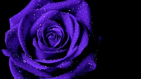 Beautiful Wallpaper Purple Roses Images images