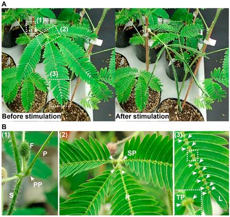 Mimosa Pudica Flower Parts | Best Flower Site