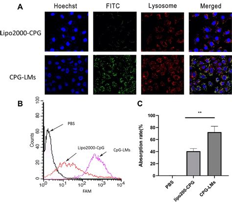 The Cellular Uptake Of Fitc Labeled Cpg Lms A Confocal Microscopic