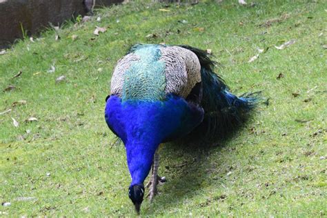 Free stock photo of blue, feathers, peacock