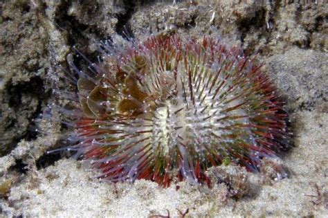 Marine Science Bulu Babi Dan Landak Laut Persepsi Yang Keliru Selama Ini