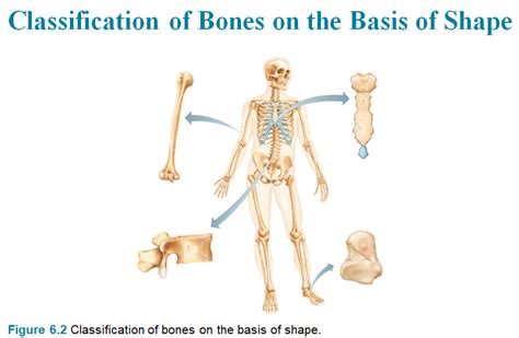 Classification Of Bones On The Basis Of Shape Diagram Quizlet