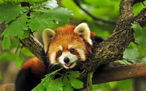 Cute Baby Red Pandas Wallpapers - Top Free Cute Baby Red Pandas ...