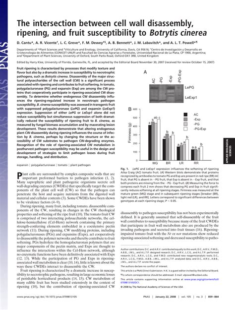 PDF The Intersection Between Cell Wall Disassembly Ripening And