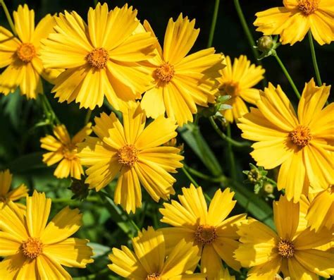 A Cheerful Celebration Of 15 Vibrant Yellow Perennial Flowers — Gardening Herbs Plants And