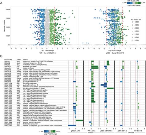 Global Transcriptome Profiling And Differentially Expressed Genes