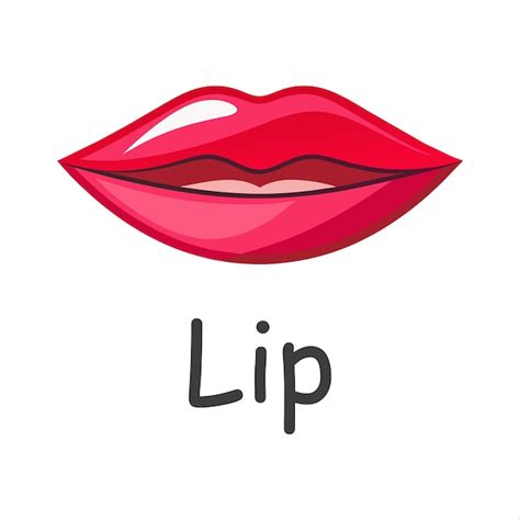 Premium Vector Lip Human Body Parts Flat Vector Illustration On White