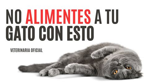 GUÍA de Alimentos Prohibidos PARA GATOS de todas las edades YouTube