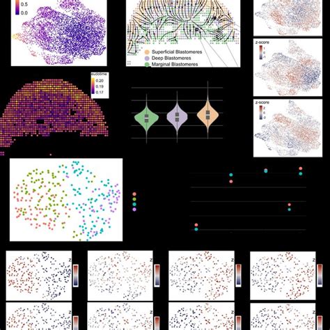 Deconvolution Of Spatial Transcriptomics And Atac Seq Data Using