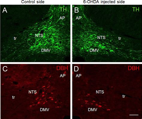 Confocal Images Of Double Immunofluorescent Staining Showing Decreases