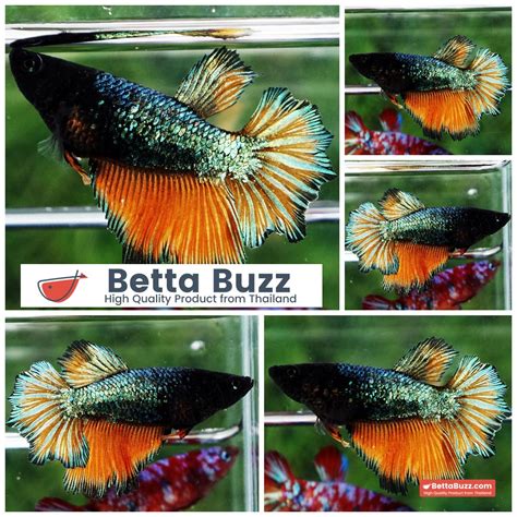 Betta Fish Female Green Emerald Mustard Gas Hm Betta Buzz