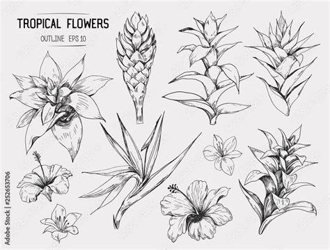 Tropical Flowers Set Of Hand Drawn Illustrations Vector Isolated