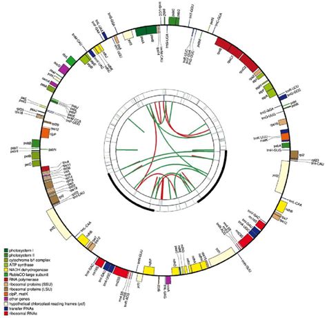 Gene maps of chloroplast genomes of Quercus ningangensis. The genes ...