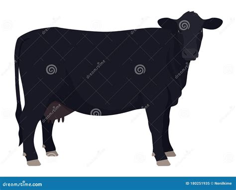 Angus Razas De Vacas De Ganado Doméstico Ilustración Vectorial Plana