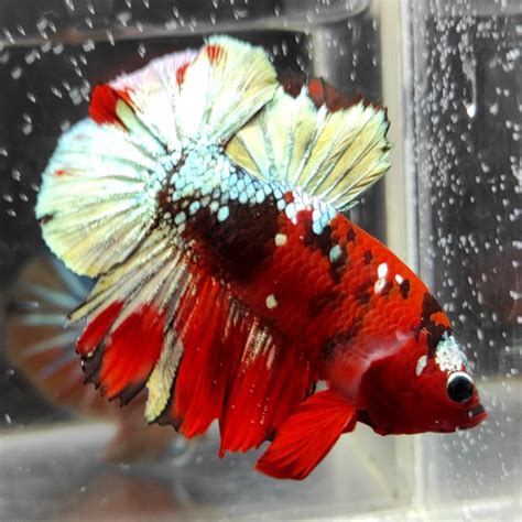 Jual Strong Red Koi Copper RKC Ikan Cupang Jantan Male Kota