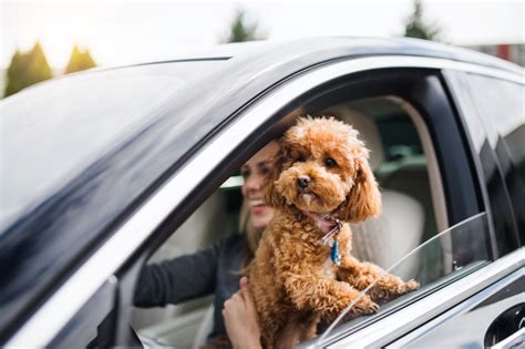 Consejos Para Viajar En Coche Con Tu Perro