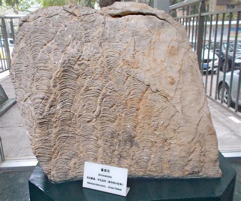 Mesoproterozoic Stromatolite From Jixian Hebei China On Display At