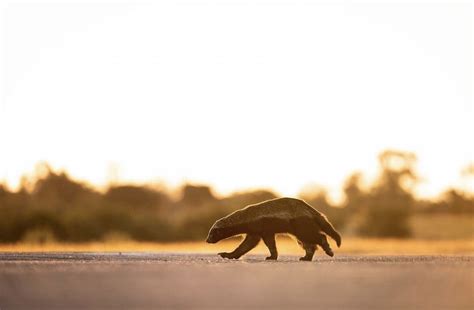 Get To Know The Honey Badger Wildest