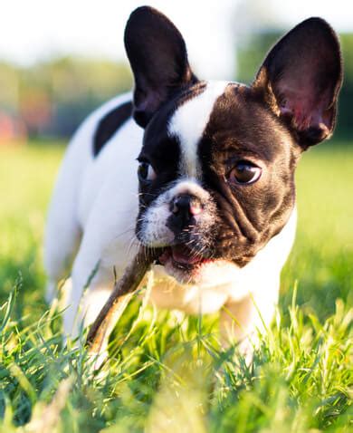 Brachycephalic Airway Surgery | Pine Creek Veterinary Hospital