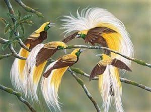 17 Types Birds of Paradise Papua - Characteristics - Images - Facts of ...