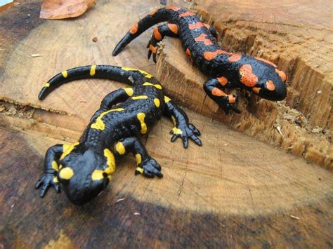 Огненная саламандра. Израиль Most Beautiful Animals, Beautiful ...