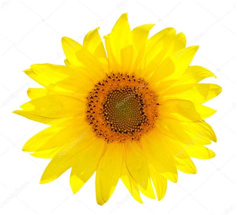 Single Sunflower