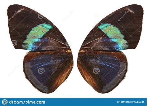 Alas Tropicales De La Mariposa Aisladas En El Fondo Blanco Foto De