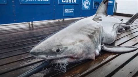 Massive 883 Pound Great White Shark Recently Tracked Off New Jersey