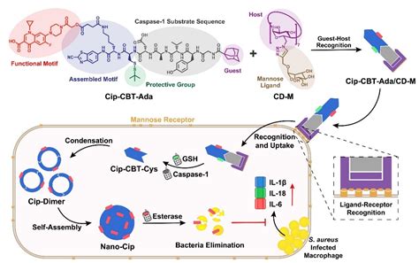 生医学院梁高林教授课题组在《angewandte Chemie International Edition》发表最新研究成果