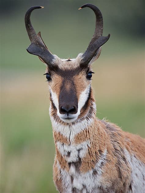 Pronghorn Portrait | Sean Crane Photography