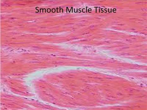 PPT - Smooth muscle & Contraction of Smooth muscle PowerPoint ...