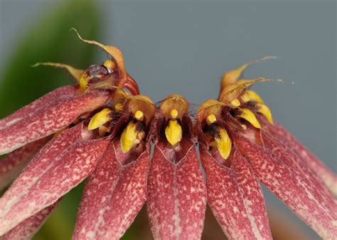 Bulbophyllum Cercanthum Hortus Botanicus Leiden Netherlands